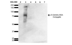 O-GlcNAc Antibody (9H6), Novus Biologicals 100 &mu;g | Buy Online | Novus Biologicals | Fisher Scientific