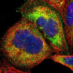 OAS1 Antibody, Novus Biologicals:Antibodies:Primary Antibodies