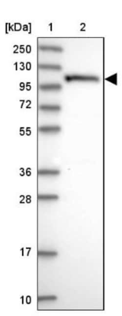 OAS3 Antibody, Novus Biologicals:Antibodies:Primary Antibodies