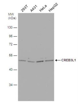 OASIS/CREB3L1 Antibody, Novus Biologicals 0.1mg; Unlabeled:Antibodies,
