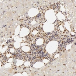 OASL Antibody, Novus Biologicals 25 &mu;L | Buy Online | Novus Biologicals | Fisher Scientific