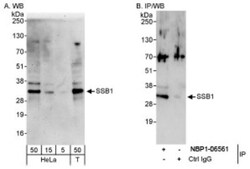 OBFC2B Antibody, Novus Biologicals 0.1mL; Unlabeled:Antibodies, Polyclonal