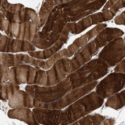 OBSCN Antibody, Novus Biologicals 25 &mu;L | Buy Online | Novus Biologicals | Fisher Scientific