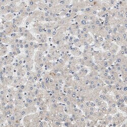 OBSCN Antibody, Novus Biologicals 25 &mu;L | Buy Online | Novus Biologicals | Fisher Scientific