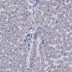 OBSCN Rabbit anti-Human, Polyclonal, Novus Biologicals:Antibodies:Primary