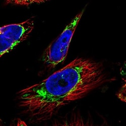 OCIAD2 Antibody, Novus Biologicals:Antibodies:Primary Antibodies
