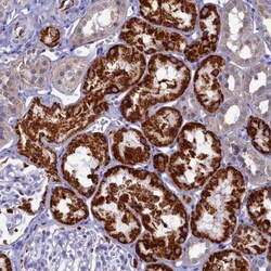 OCIAD2 Antibody, Novus Biologicals:Antibodies:Primary Antibodies