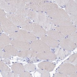 OCIAD2 Antibody, Novus Biologicals:Antibodies:Primary Antibodies