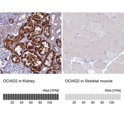 OCIAD2 Antibody, Novus Biologicals:Antibodies:Primary Antibodies