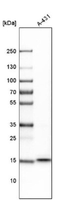 OCIAD2 Antibody, Novus Biologicals:Antibodies:Primary Antibodies