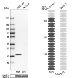 OCIAD2 Antibody, Novus Biologicals:Antibodies:Primary Antibodies