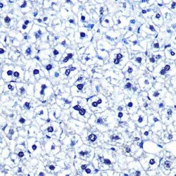 OCT1 Rabbit anti-Human, Mouse, Clone: 8L4Y5, Novus Biologicals 100 &mu;g | Buy Online | Novus Biologicals | Fisher Scientific