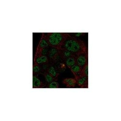 ODAM Rabbit anti-Human, Polyclonal, Novus Biologicals 100 &mu;g; Unconjugated:Antibodies,