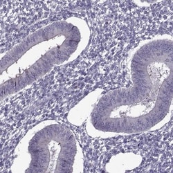 ODF3 Antibody, Novus Biologicals:Antibodies:Primary Antibodies