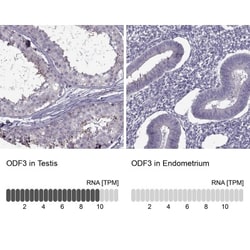 ODF3 Antibody, Novus Biologicals:Antibodies:Primary Antibodies