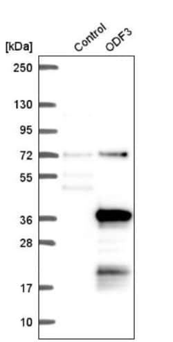 ODF3 Antibody, Novus Biologicals:Antibodies:Primary Antibodies