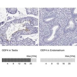 ODF4 Rabbit anti-Human, Polyclonal, Novus Biologicals 25 &mu;g; Unconjugated:Antibodies,