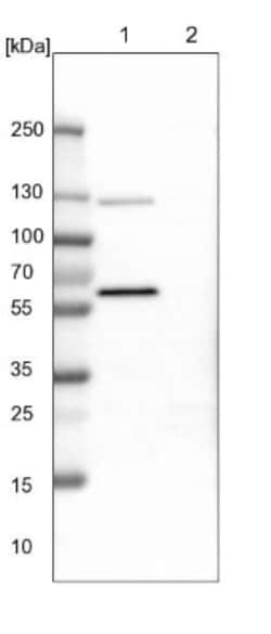 ODR4/TTG1 Antibody, Novus Biologicals:Antibodies:Primary Antibodies