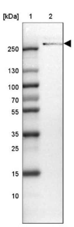 ODZ3 Antibody, Novus Biologicals 25 &mu;L, Unlabeled:Antibodies, Polyclonal