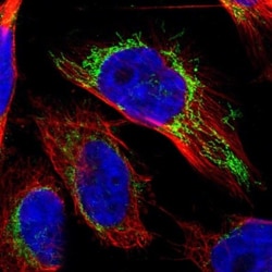 OGDH Antibody, Novus Biologicals 25 &mu;L; Unlabeled:Antibodies, Polyclonal