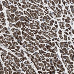 OGDH Antibody, Novus Biologicals 25 &mu;L; Unlabeled:Antibodies, Polyclonal