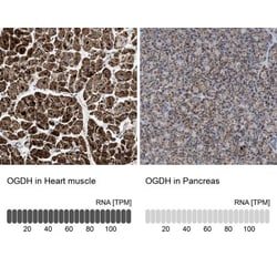 OGDH Antibody, Novus Biologicals 25 &mu;L; Unlabeled:Antibodies, Polyclonal