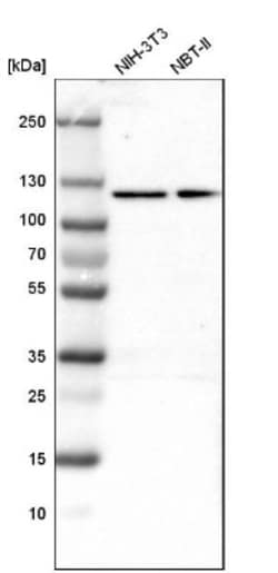 OGDH Antibody, Novus Biologicals 25 &mu;L; Unlabeled:Antibodies, Polyclonal