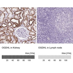 OGDHL Antibody, Novus Biologicals:Antibodies:Primary Antibodies