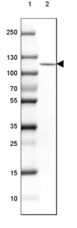OGDHL Antibody, Novus Biologicals:Antibodies:Primary Antibodies