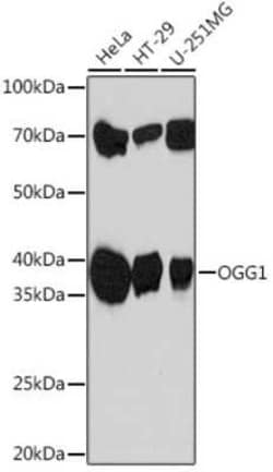 OGG1 Rabbit anti-Human, Mouse, Rat, Clone: 8V2Q9, Novus Biologicals:Antibodies:Primary