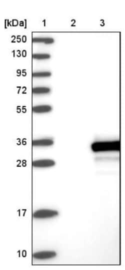 OLAH Antibody, Novus Biologicals 0.1mL; Unlabeled:Antibodies, Polyclonal