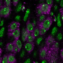 OLLAS Epitope Tag Antibody (L2) - BSA Free, Novus Biologicals:Antibodies:Primary