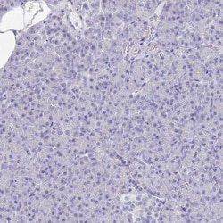 OMgp Antibody, Novus Biologicals 0.1mL; Unlabeled:Antibodies, Polyclonal