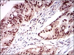 ONECUT3 Antibody (10B2F5) - BSA Free, Novus Biologicals:Antibodies:Primary