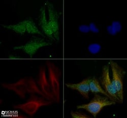 OPA1 Antibody (1284B) - BSA Free, Novus Biologicals:Antibodies:Primary