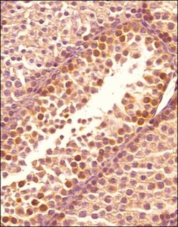 OPA1 Antibody (1284B) - BSA Free, Novus Biologicals:Antibodies:Primary
