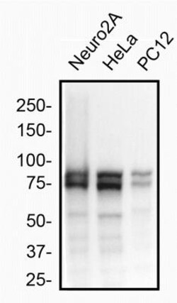OPA1 Antibody (1284B) - BSA Free, Novus Biologicals:Antibodies:Primary