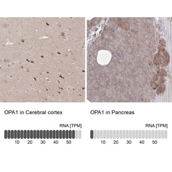 OPA1 Antibody, Novus Biologicals 25 &mu;L, Unlabeled:Antibodies, Polyclonal