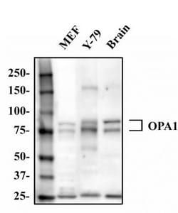 OPA1 Antibody - BSA Free, Novus Biologicals 0.1mL; Unlabeled:Antibodies,