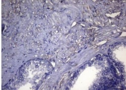 OPA3 Antibody (OTI3G4), Novus Biologicals 0.1mL; Unlabeled:Antibodies,