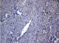 OPA3 Antibody (OTI3G4), Novus Biologicals 0.1mL; Unlabeled:Antibodies,