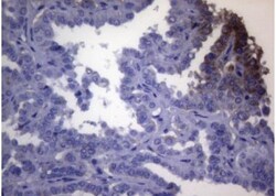 OPA3 Antibody (OTI3G4), Novus Biologicals 0.1mL; Unlabeled:Antibodies,