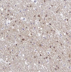 OPALIN Antibody, Novus Biologicals:Antibodies:Primary Antibodies