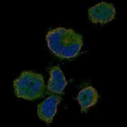 OR10P1 Rabbit anti-Human, Polyclonal, Novus Biologicals 25 &mu;g; Unconjugated:Antibodies,