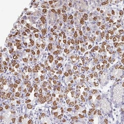 OR10V1 Antibody, Novus Biologicals:Antibodies:Primary Antibodies