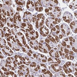 OR13A1 Antibody, Novus Biologicals 0.1mL; Unlabeled:Antibodies, Polyclonal