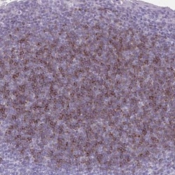 OR4B1 Antibody, Novus Biologicals 0.1mL; Unlabeled:Antibodies, Polyclonal