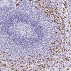 OR51A7 Antibody, Novus Biologicals:Antibodies:Primary Antibodies