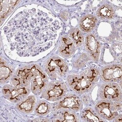 OR8D1 Antibody, Novus Biologicals:Antibodies:Primary Antibodies