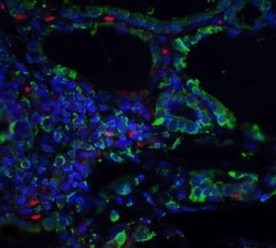 ORAI3 Antibody (2H2G9) - BSA Free, Novus Biologicals 0.1mg; Unlabeled:Antibodies,